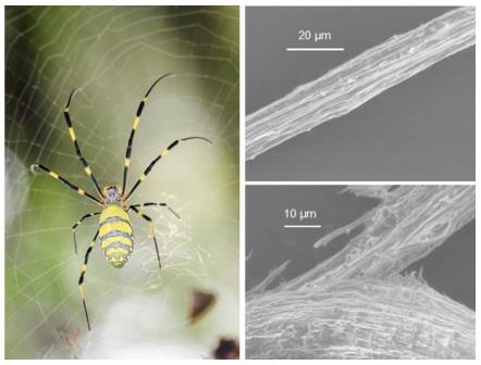 Nephila.jpg Nephila.jpg